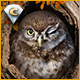 Download I Love Finding Birds Collector's Edition game